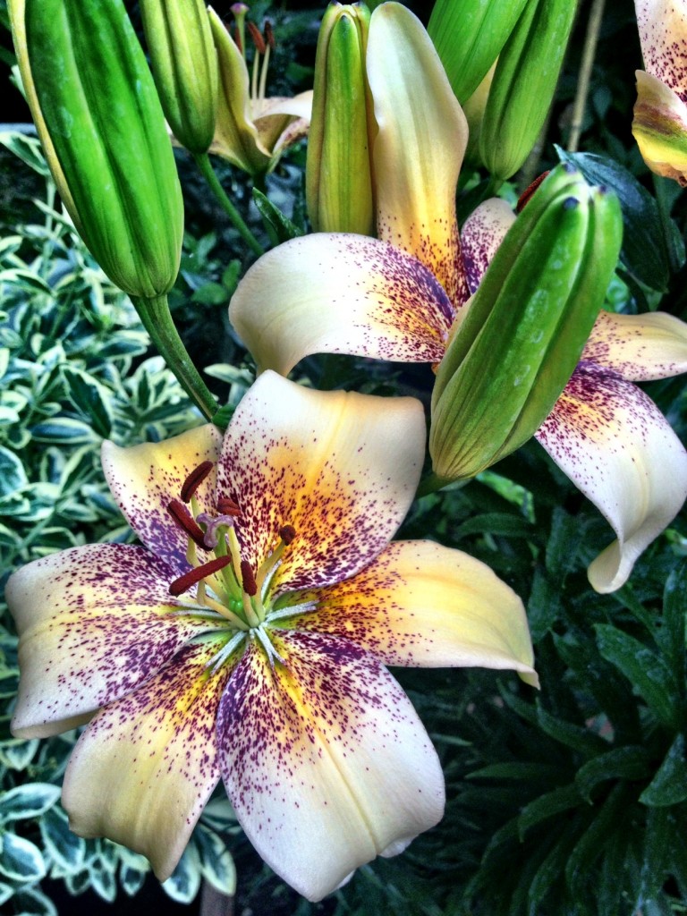 stargazer lily 2