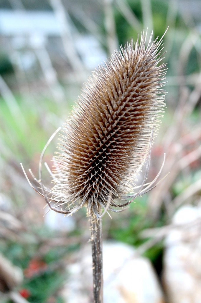 dried thistle
