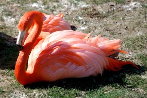 resting flamingo