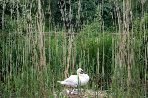 a swans nest