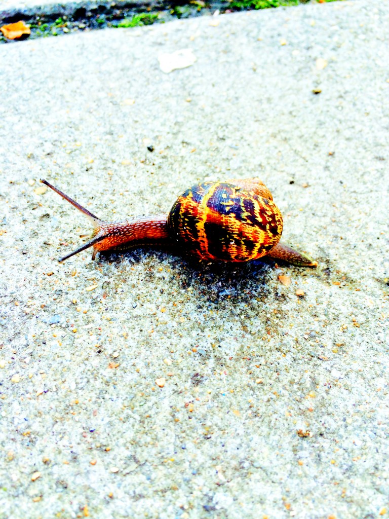 a snails pace