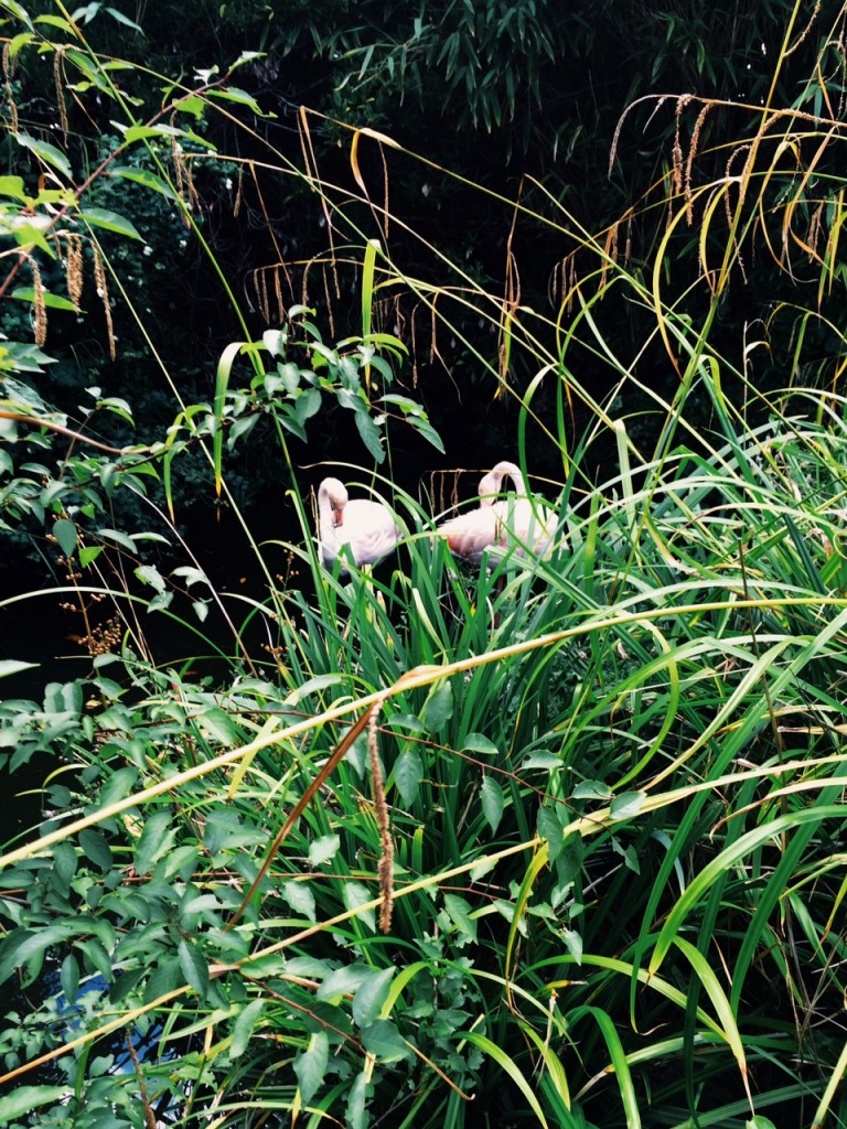 hiding in the reeds