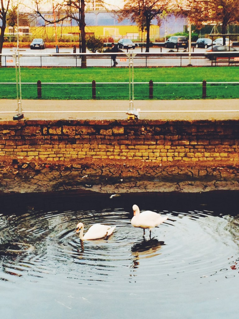 city swans