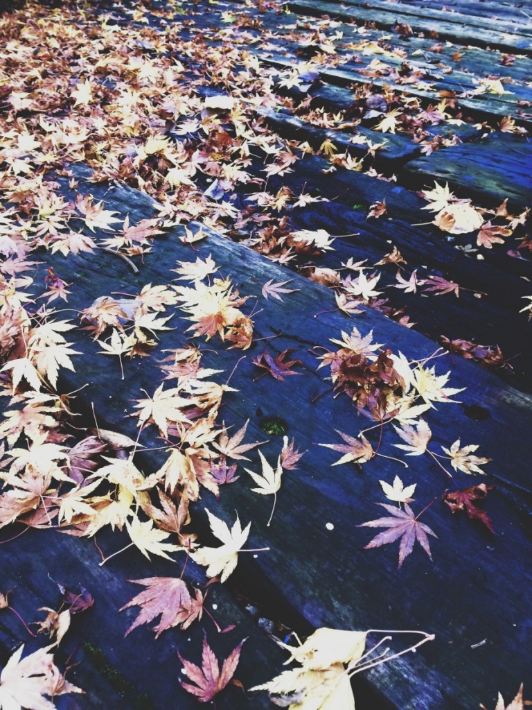 scattered leaves