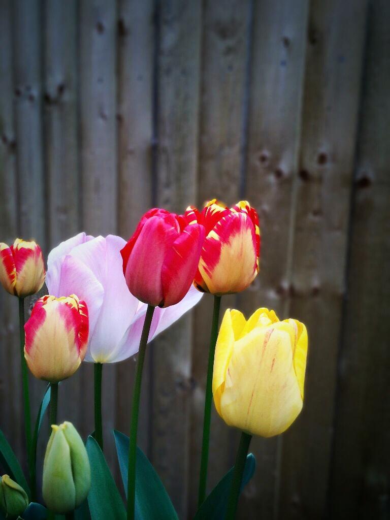 tulips round two