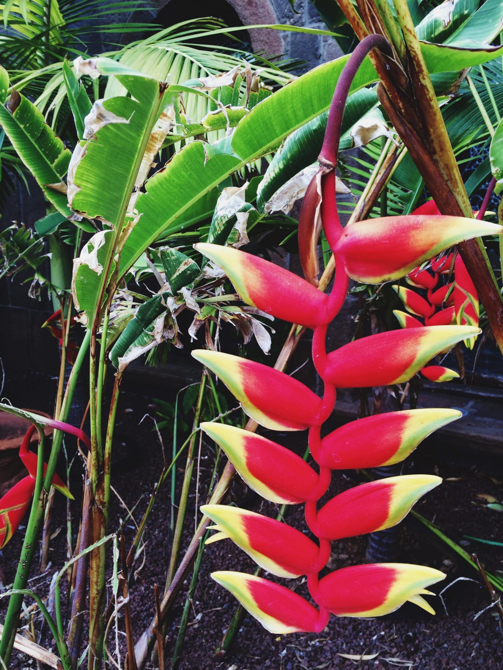 lobster claw heliconia