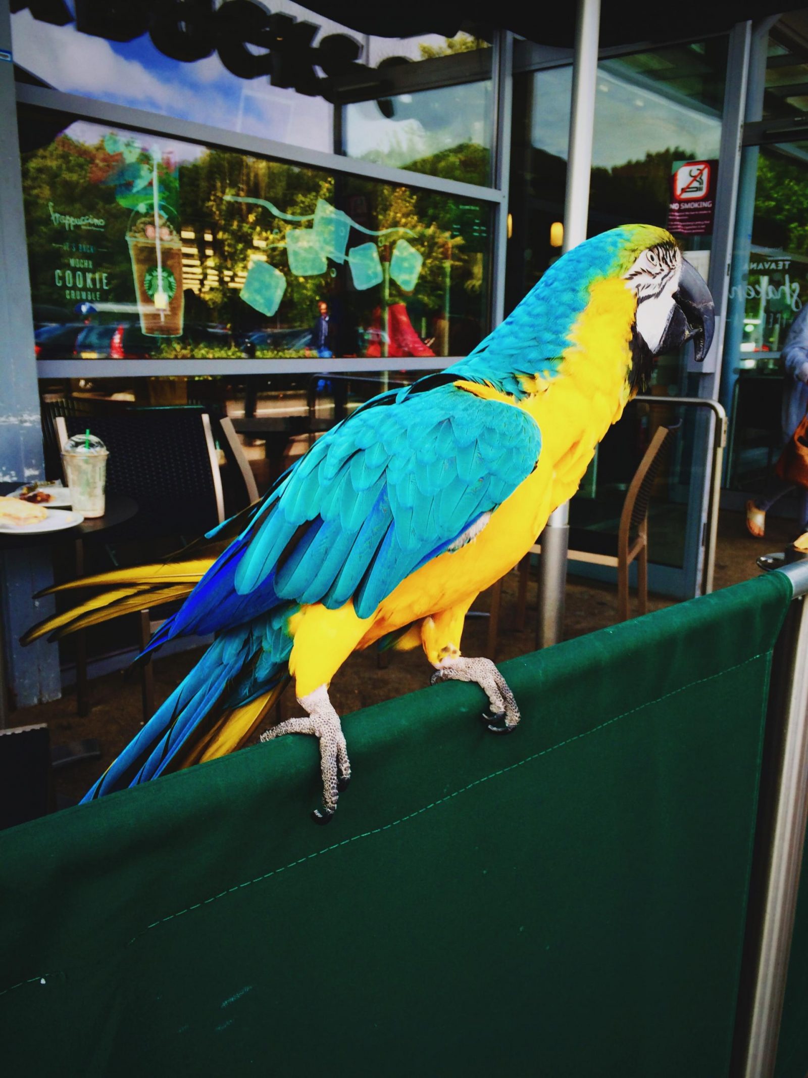 the sainsburys parrot