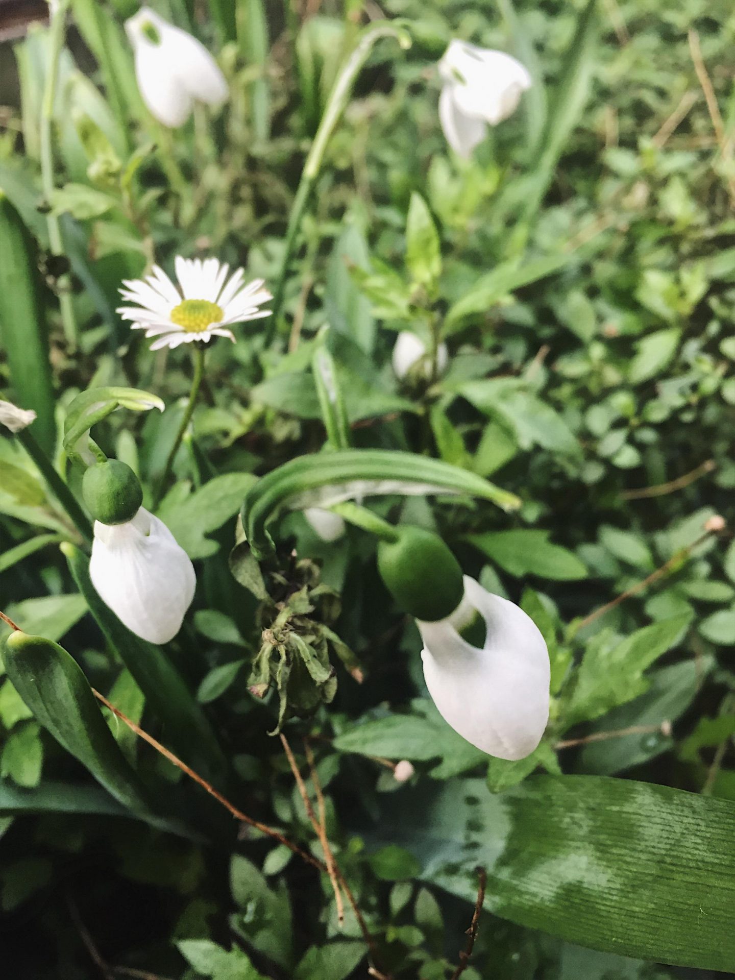 snowdrops and daisies